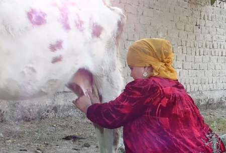 تاجیکستان زنان گاودوش به روسیه می فرستد