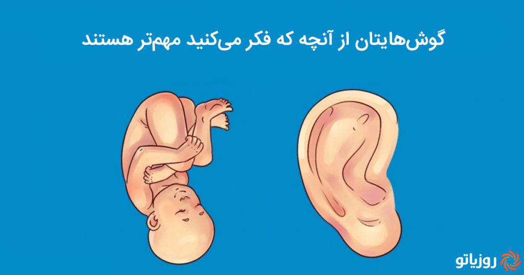 رازهای عجیبی که شکل گوش تان در مورد شما برملا خواهد کرد