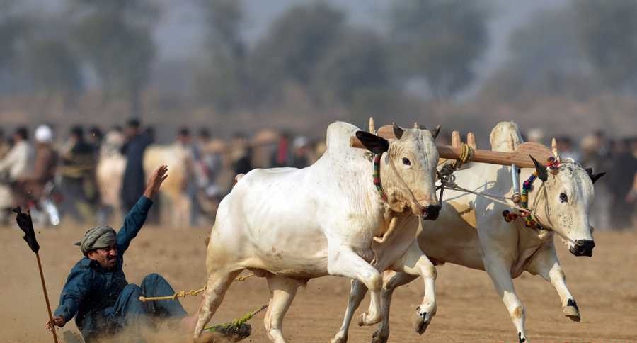 ورزش هایی عجیب و خطرناک از سراسر جهان