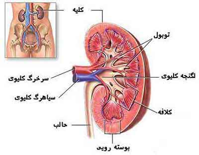 دکتر بهمن جهاندیده | متخصص کلیه و مجاری ادراری