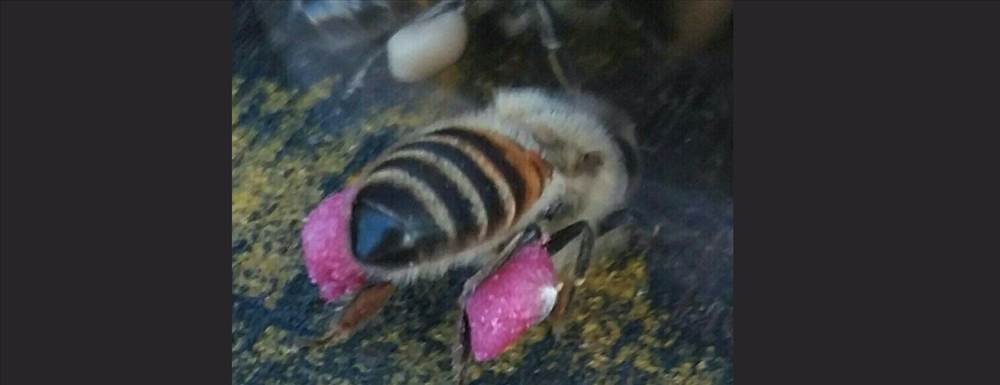 عسل طبیعی کردستان کوردهانی Kurd Honey