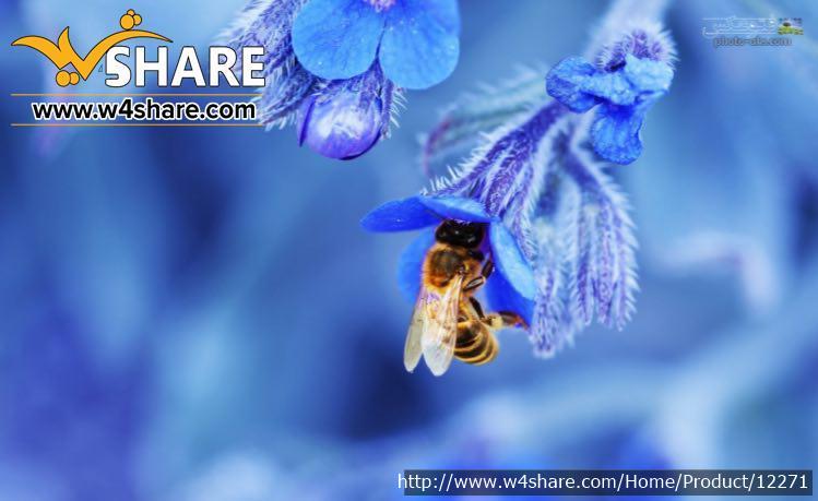 عسل طبیعی کردهانی