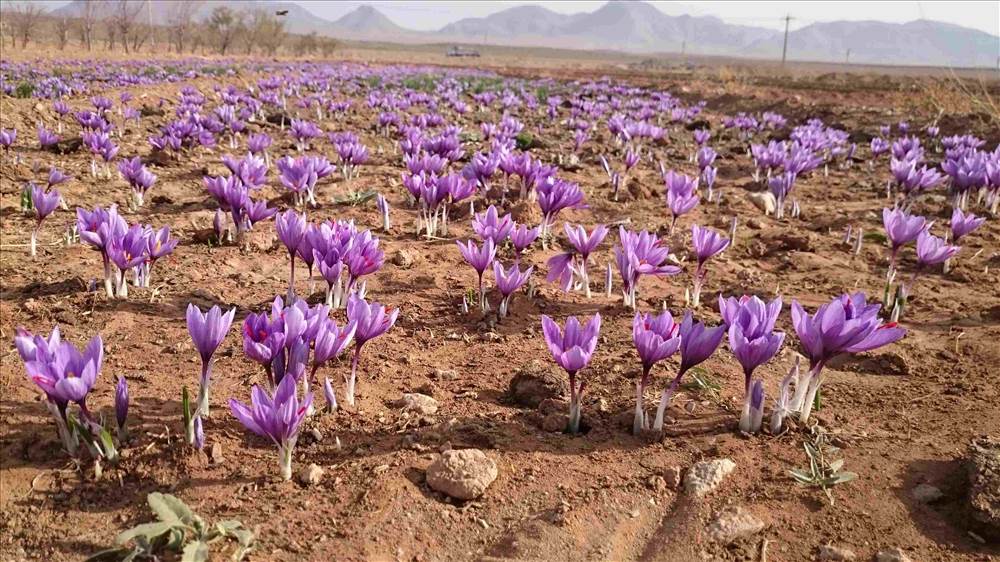 نمایندگی اصل زعفران قائنات در مشهد