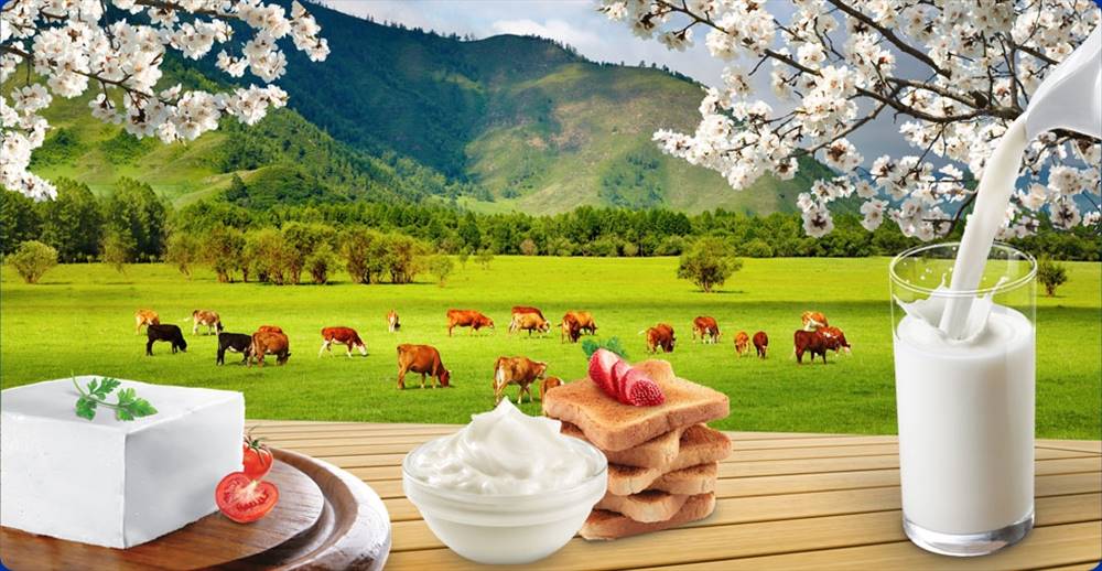 فروش عمده و خرده محصولات لبنیاتی