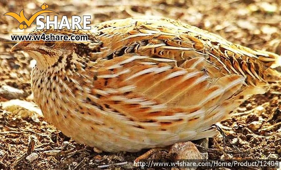 فروش بلدرچین