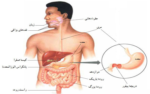 دکتر مسعود صدرالدینی - فوق تخصص گوارش