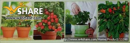 پک شماره 4 باغ فدک