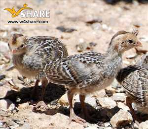 نگهداری جوجه یکروزه