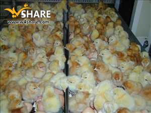 اجرای کامل محل نگهداری جوجه یکروزه خانگی
