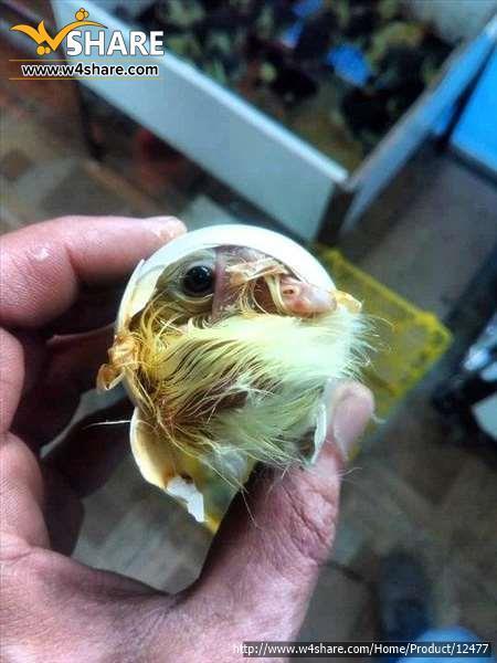 جوجه کشی صنعتی آوا