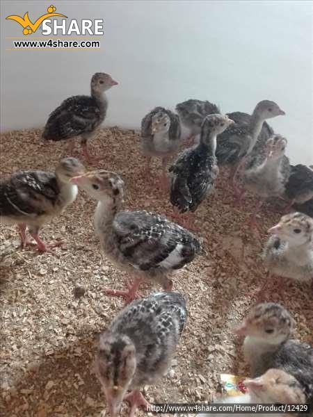 جوجه یکروزه