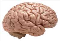 دکتر چیا پروتی قلات|متخصص جراحی مغز و اعصاب